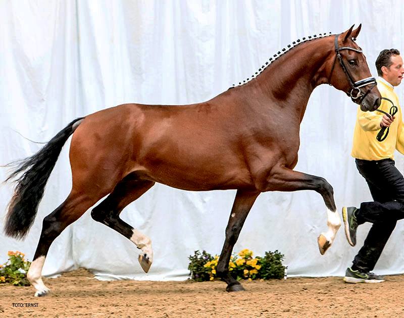 Bay Hanoverian